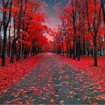 wilson-refiqam-mizanan-zos