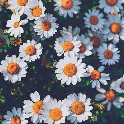 اهنگ یوخدی قارا گوزلرینه تای گوزل