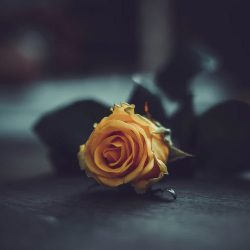 اهنگ کص خار مار چون من ۸ خطم